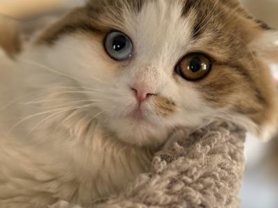 Julia - Cat Breeder - Angier&comma; NC&comma; US