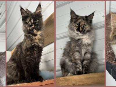Nina or Shayla - Cat Breeder - Cameron&comma; MO&comma; US