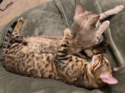 Bengal Treasures - Cat Breeder - Carrollton&comma; TX&comma; US