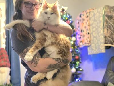 Jamie - Cat Breeder - Braham&comma; MN&comma; US