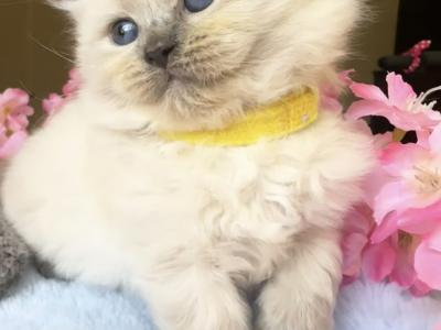Fluffs of Love - Cat Breeder - Miami&comma; FL&comma; US