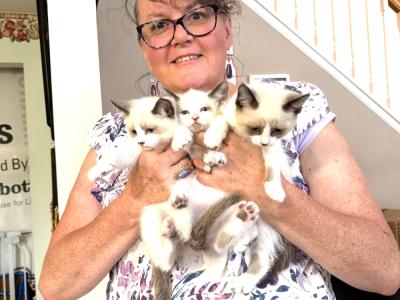 Jennifer Maxwell - Cat Breeder - Milford&comma; MI&comma; US