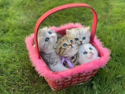 Yelena - Cat Breeder - Kent&comma; WA&comma; US