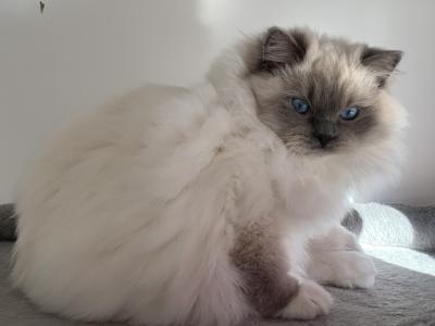 Christine - Cat Breeder - Millersport, OH, US Christine - Cat Breeder - Millersport, OH, US