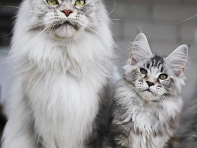 Oksana - Cat Breeder - Seattle&comma; WA&comma; US