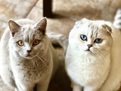 Luba - Cat Breeder - Minneapolis&comma; MN&comma; US