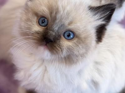 Patricia - Cat Breeder - Saugerties&comma; NY&comma; US