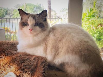 Diane Meinert - Cat Breeder - Port Orange&comma; FL&comma; US