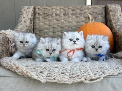 Mary - Cat Breeder - MO&comma; US