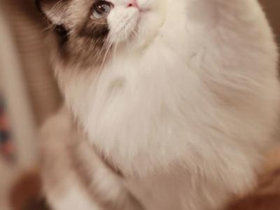 Anna - Cat Breeder - Bristow, VA, US Anna - Cat Breeder - Bristow, VA, US