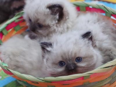 Anna - Cat Breeder - Bristow&comma; VA&comma; US