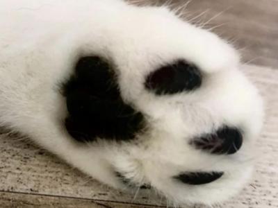 Eastcoastcat - Cat Breeder - Providence&comma; RI&comma; US