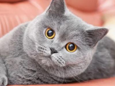 Golden Solana - Cat Breeder - Algonquin, IL, US Golden Solana - Cat Breeder - Algonquin, IL, US