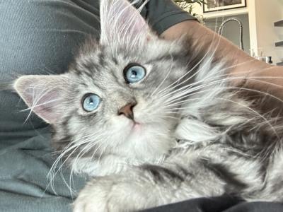 Michelle Bridges - Cat Breeder - Boerne&comma; TX&comma; US