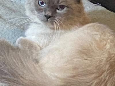 Ben - Cat Breeder - Barberton&comma; OH&comma; US