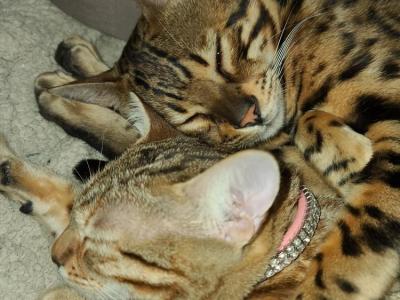 Brian Winemiller - Cat Breeder - York&comma; PA&comma; US