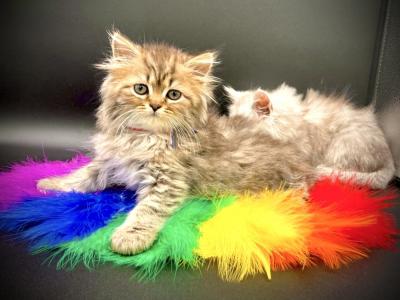 Aleen Martinez - Cat Breeder - MI, US Aleen Martinez - Cat Breeder - MI, US