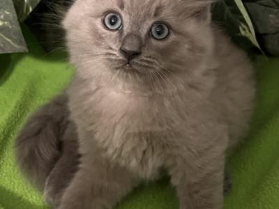 Susan - Cat Breeder - Bushnell&comma; FL&comma; US