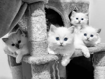 Akela Ragdolls - Cat Breeder - Puyallup&comma; WA&comma; US