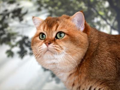 The Chubby Faced Cat - Cat Breeder - San Diego&comma; CA&comma; US