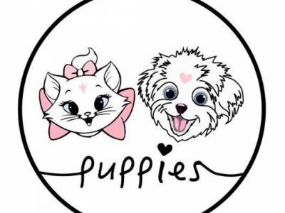 sandra - Cat Breeder - Fontana&comma; CA&comma; US