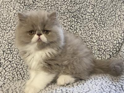 Donna - Cat Breeder - Caldwell&comma; OH&comma; US