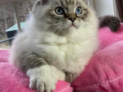 Dawn - Cat Breeder - New York&comma; NY&comma; US