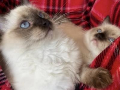 DIAMOND ELITE RAGDOLLS - Cat Breeder - Mt Morris&comma; IL&comma; US