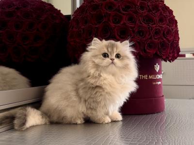 Yelena - Cat Breeder - Vancouver&comma; WA&comma; US