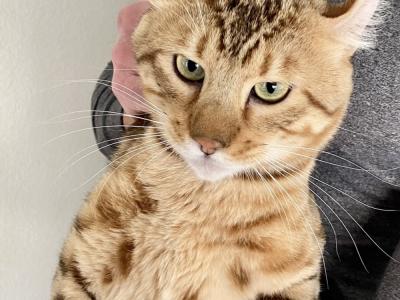 Eve - Cat Breeder - Los Angeles&comma; CA&comma; US