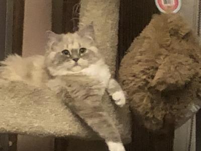 Cindy - Cat Breeder - Burlington&comma; WI&comma; US