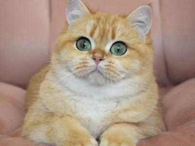 Lina - Cat Breeder - New York&comma; NY&comma; US