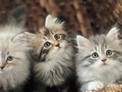 Lulu Sibs - Cat Breeder - North Port, FL, US Lulu Sibs - Cat Breeder - North Port, FL, US