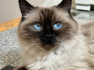 Tatjana - Cat Breeder - Southwick, MA, US Tatjana - Cat Breeder - Southwick, MA, US