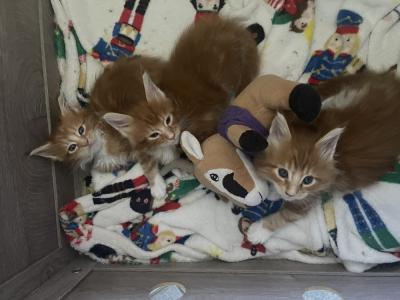 Zoe - Cat Breeder - Fort Myers&comma; FL&comma; US