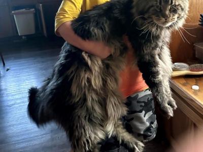 Acesoverfarm Cattery - Cat Breeder - Marshalltown, IA, US Acesoverfarm Cattery - Cat Breeder - Marshalltown, IA, US