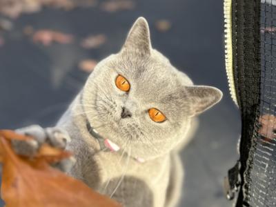 TeddyBearLand - Cat Breeder - Richmond&comma; VA&comma; US