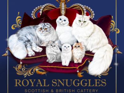 Royal Snuggles - Cat Breeder - NH&comma; US