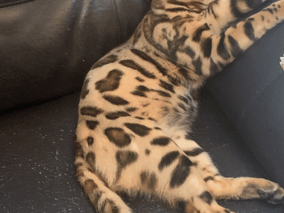 benny - Cat Breeder - Seattle&comma; WA&comma; US