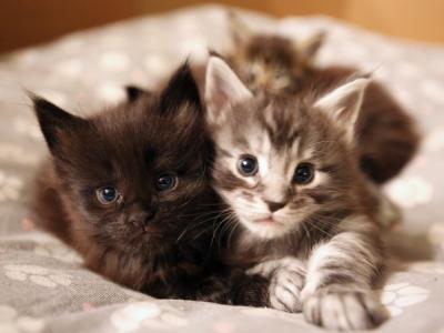Skywalker Coons Cattery - Cat Breeder - Lake Balboa, CA, US Skywalker Coons Cattery - Cat Breeder - Lake Balboa, CA, US