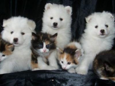 Joyce - Cat Breeder - Arpin, WI, US Joyce - Cat Breeder - Arpin, WI, US