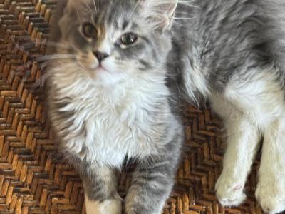 Melanie Mills - Cat Breeder - Port Clinton&comma; OH&comma; US