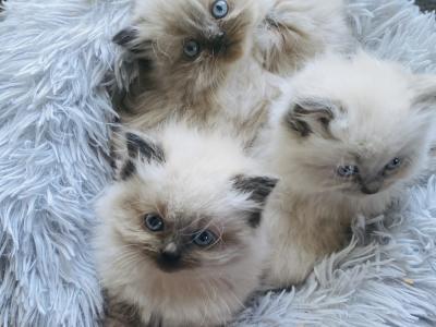 Jen - Cat Breeder - Harrisonburg&comma; VA&comma; US