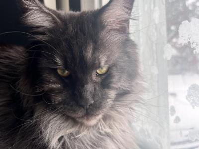 Aniyah - Cat Breeder - La Porte&comma; IN&comma; US