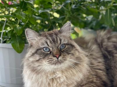 Alper - Cat Breeder - Rosenberg&comma; TX&comma; US