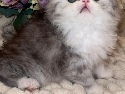 Velarie - Cat Breeder - Sacramento&comma; CA&comma; US