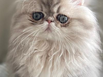 NATALYA MIKLA - Cat Breeder - Chicago&comma; IL&comma; US