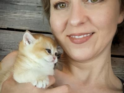 Becca - Cat Breeder - MN, US Becca - Cat Breeder - MN, US