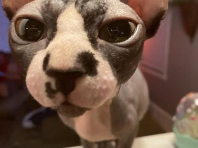 Dallas - Cat Breeder - Oklahoma City&comma; OK&comma; US