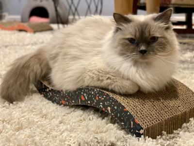 RockinJsSiberians - Cat Breeder - Virginia Beach, VA, US RockinJsSiberians - Cat Breeder - Virginia Beach, VA, US